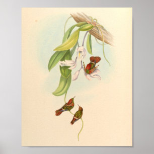 Vintage Hummingbird Art Bird Impressão Flores