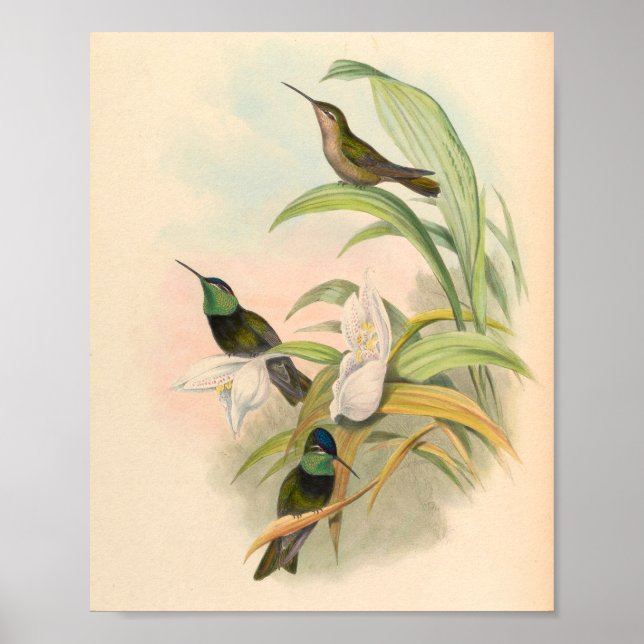 Vintage Hummingbird Art Bird Impressão Flores (Frente)