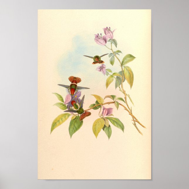 Vintage Hummingbird Art Bird Impressão Flores (Frente)
