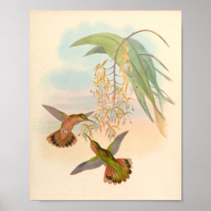 Vintage Hummingbird Art Bird Impressão Flores