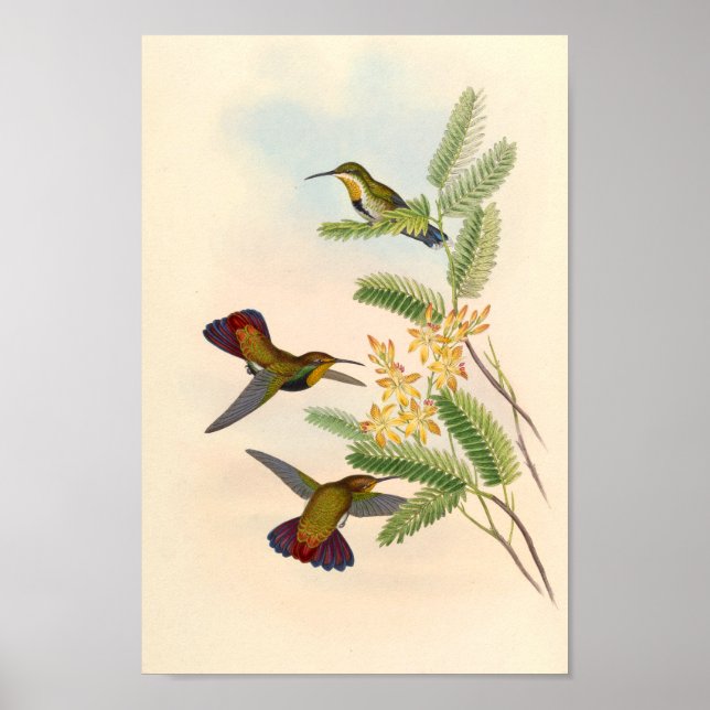 Vintage Hummingbird Art Bird Impressão Flores (Frente)