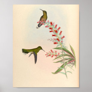 Vintage Hummingbird Art Bird Impressão Flores