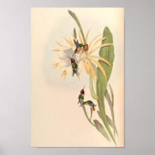 Vintage Hummingbird Art Bird Impressão Flores
