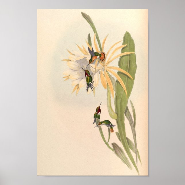 Vintage Hummingbird Art Bird Impressão Flores (Frente)