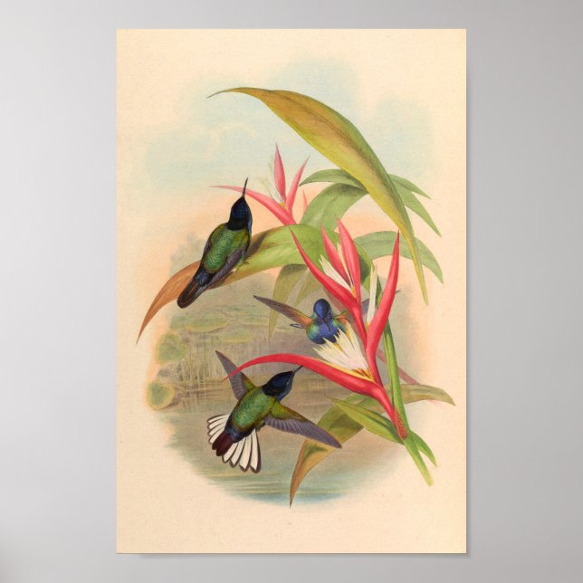 Vintage Hummingbird Art Bird Impressão Flores (Frente)