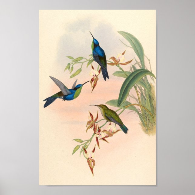 Vintage Hummingbird Art Bird Impressão Flores (Frente)