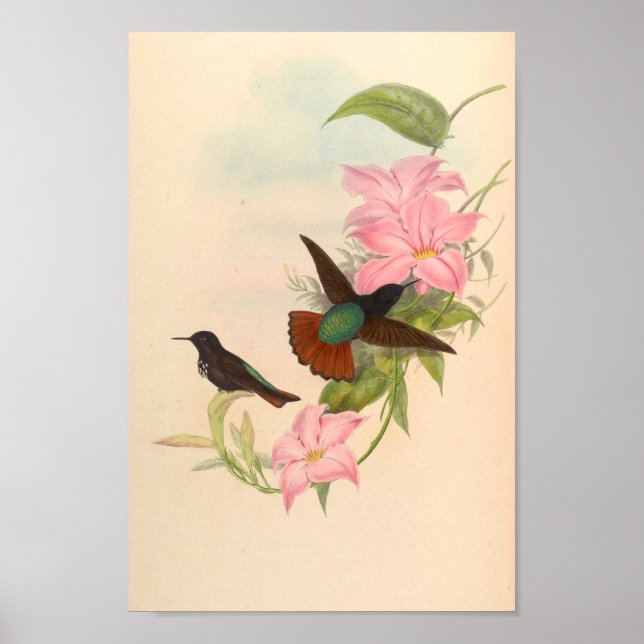 Vintage Hummingbird Art Bird Impressão Flores (Frente)