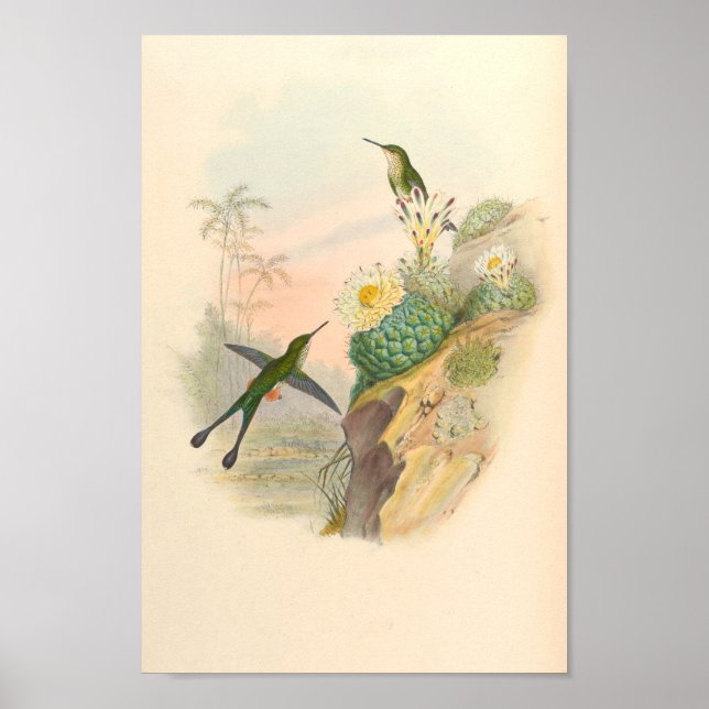 Vintage Hummingbird Art Bird Impressão Flores Cact (Frente)