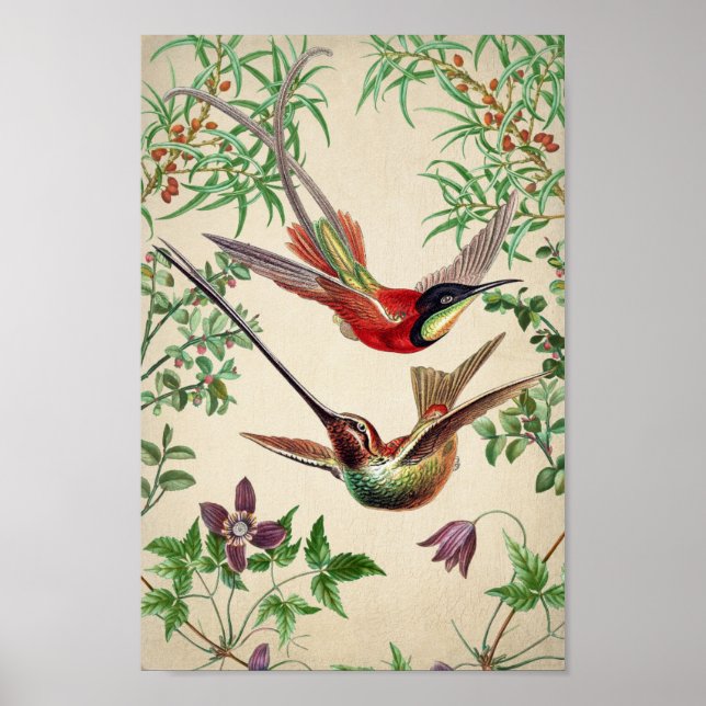 Vintage Hummingbird Illustration Poster (Frente)