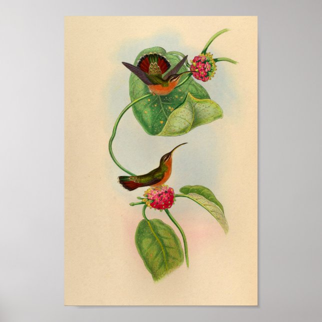 Vintage Hummingbird Impressão Red Flowers (Frente)