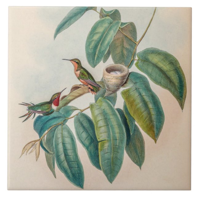 Vintage Hummingbird por John Gould (Frente)