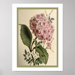 Vintage Hydrangea Botânica Impressão 12 x 16