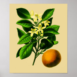 Vintage Impressão botulínico laranja-doce