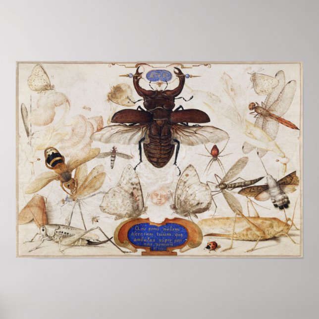 Vintage Insett Illustration Poster (Frente)