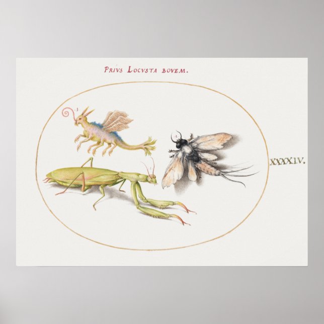 Vintage Insett Illustration Poster (Frente)
