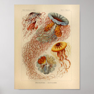 Vintage Jellyfish Color Ernst Haeckel Impressão
