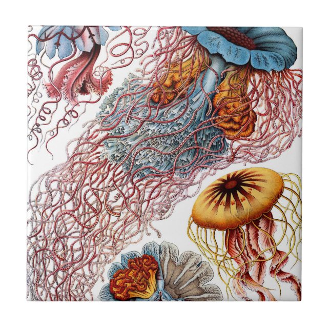 Vintage Jellyfish, de Ernst Haeckel, Discomedusae (Frente)