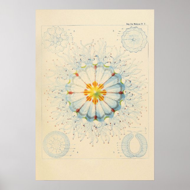 Vintage Jellyfish Poster (Frente)