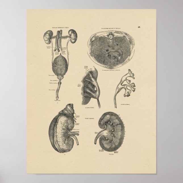 Vintage Kidney Bladder Anatomy 1880 Impressão (Frente)