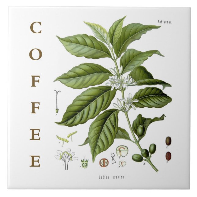 Vintage Kitchen Art: Coffee Plant & Flowers (Frente)