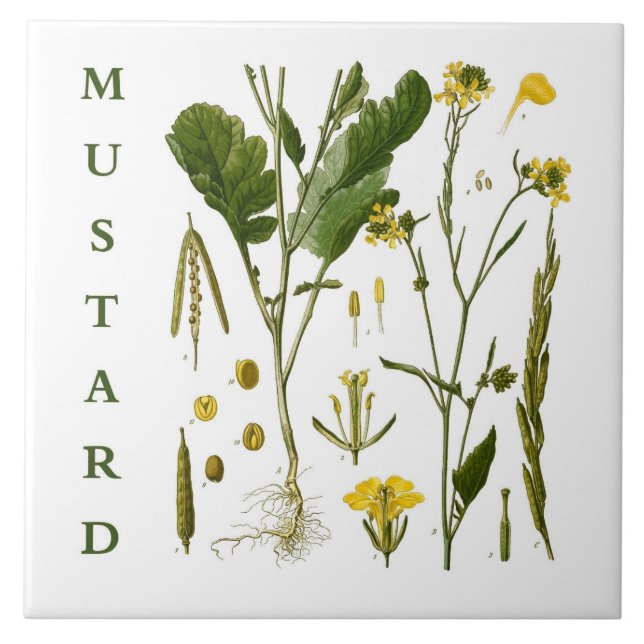 Vintage Kitchen Art: Mustard Herbs & Spices Plants (Frente)