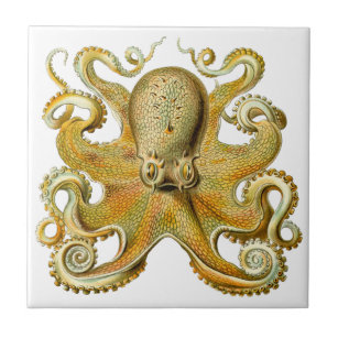 Vintage Kraken, Octopus Gamochonia, Ernst Haeckel