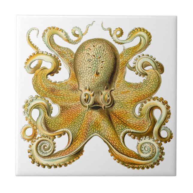 Vintage Kraken, Octopus Gamochonia, Ernst Haeckel (Frente)