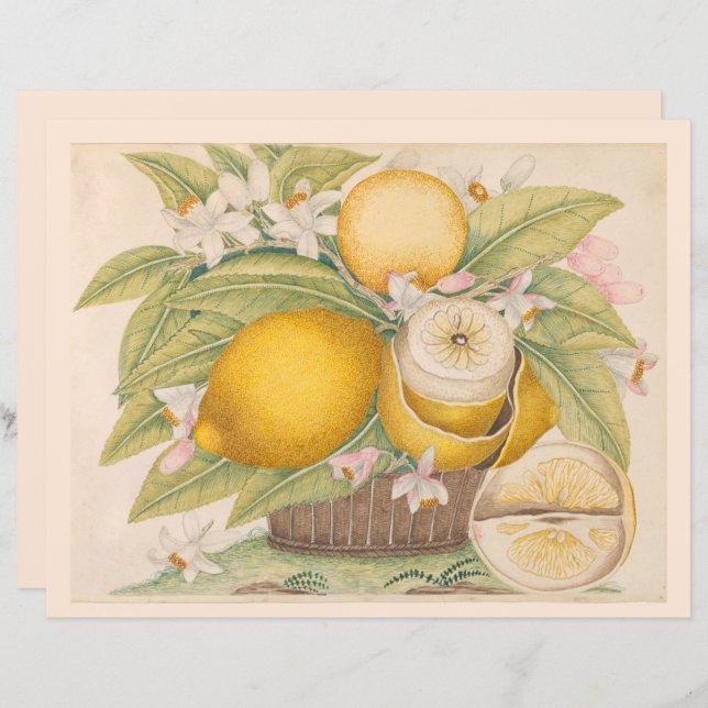 Vintage Lemons Citrus Fruta Desenhando Página (Frente/Verso)
