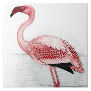 Vintage Lesser Flamingo Claude Gibney Finch Davies