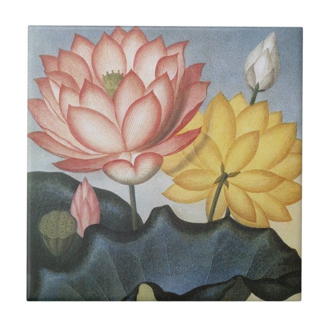 Vintage Lotus Flowers, The Sacred Egyptian Bean (Frente)