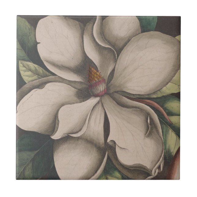 Vintage Magnolia Flower Illustration (Frente)