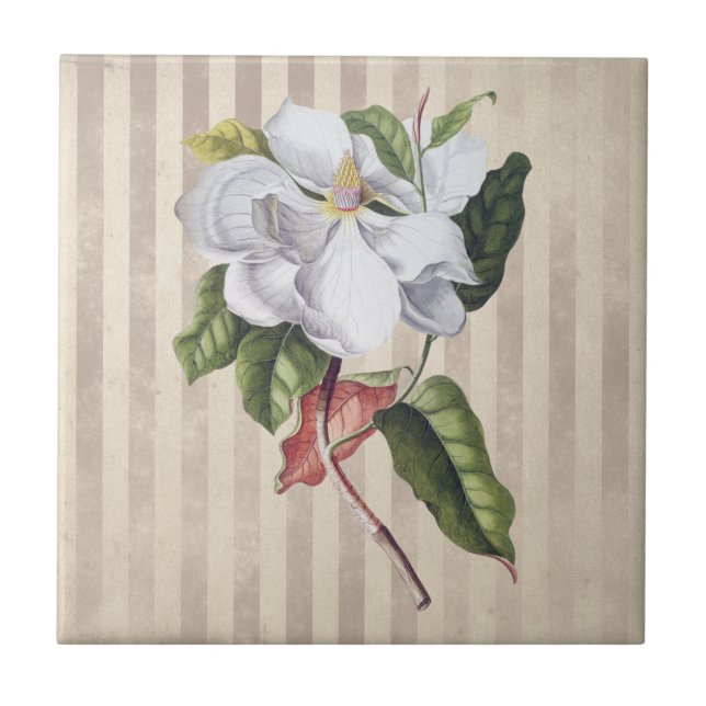Vintage Magnolia Flower on Strips (Frente)