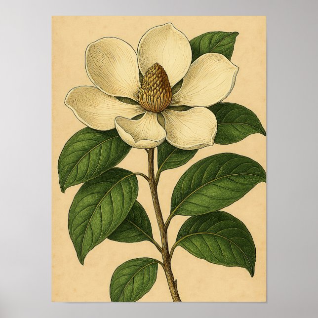 Vintage Magnolia on Weathered Paper Poster (Frente)