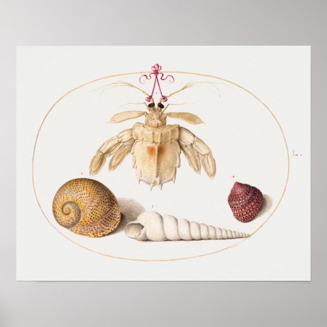 Vintage Marine Life Illustration Poster (Frente)