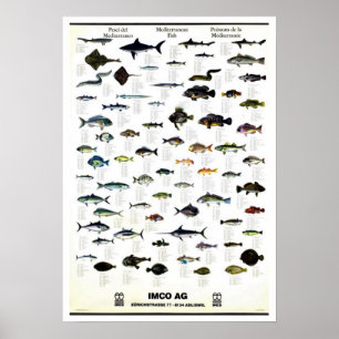 Vintage mediterrâneo Repro dos peixes. Impressão