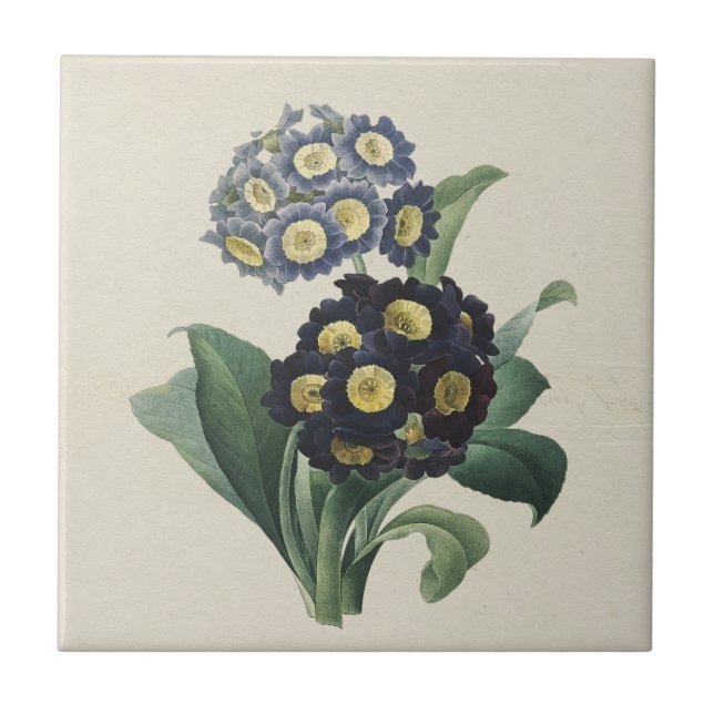 Vintage Moody Blue Auriculus Primroses (Frente)