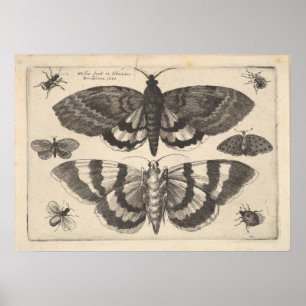 Vintage Moth Lepidoptera Art Impressão (64)