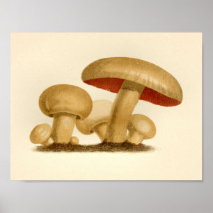 Vintage Mushroom 1861 Art Impressão Amarelo