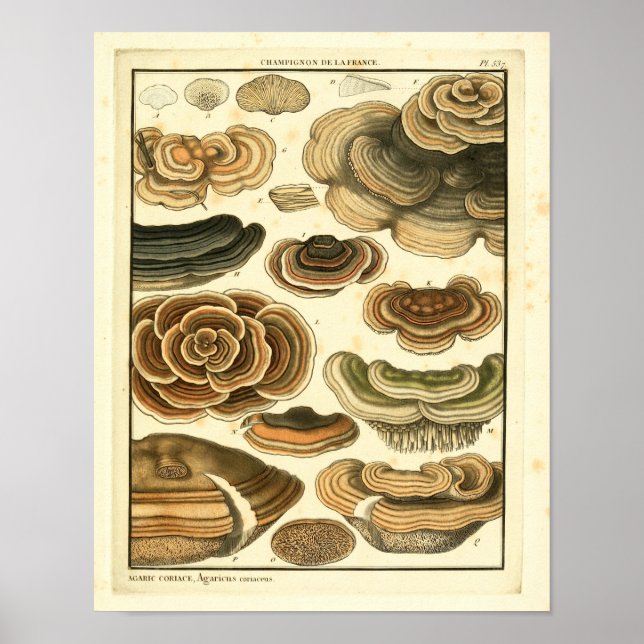 Vintage Mushroom Brown Fungus Impressão de Arte Fr (Frente)