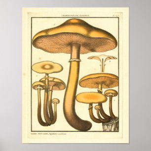 Vintage Mushroom Brown Fungus Impressão de Arte Fr