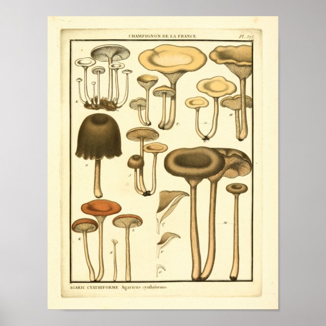 Vintage Mushroom Brown White Art Impressão (Frente)
