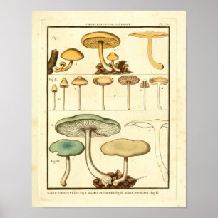 Vintage Mushroom Green Yellow Art Impressão