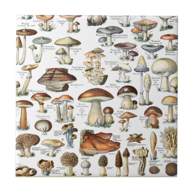Vintage Mushroom Pattern (Frente)