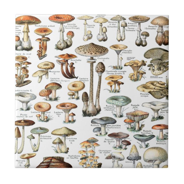 Vintage Mushroom Pattern (Frente)