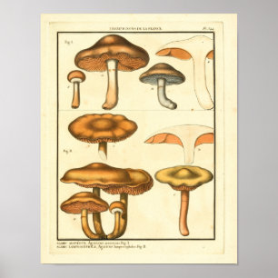 Vintage Mushrooms Brown Fungus Impressão de Arte 