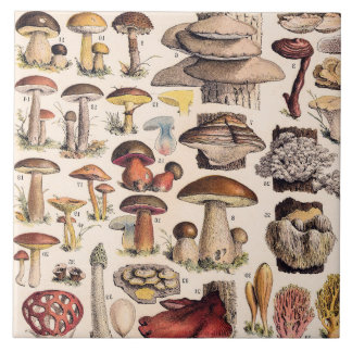 Vintage Mushrooms By Adolphe Millot