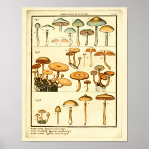 Vintage Mushrooms Orange Blue Art Impressão