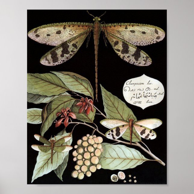 Vintage Nature Poster (Frente)