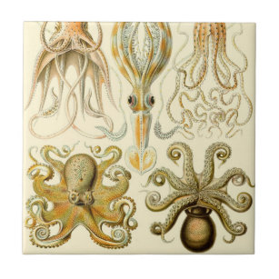 Vintage Octopus Squid Gamochonia por Ernst Haeckel