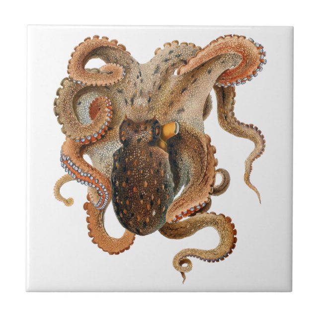 Vintage Octopus Vulgaris, Animais da Vida Marinha (Frente)